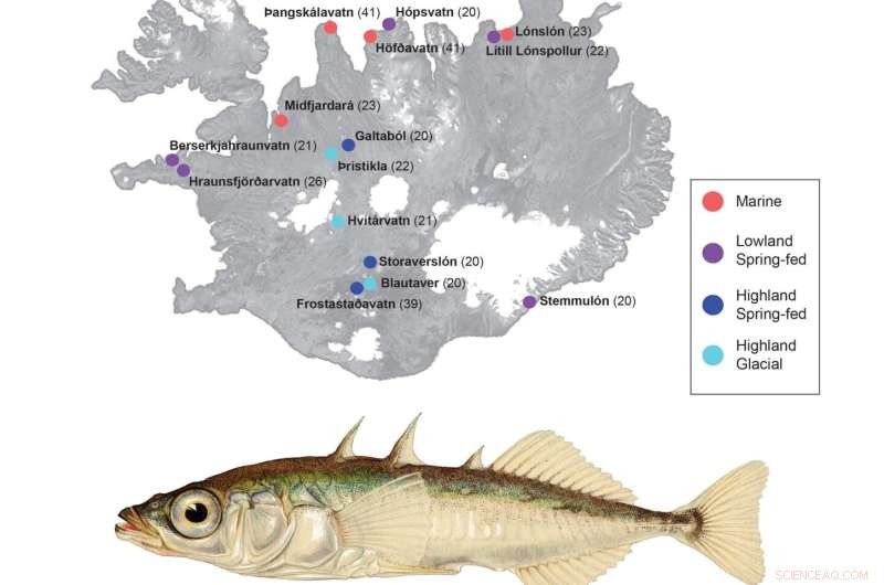 Icelandic Fish Study Reveals Rapid Adaptation to Environmental Change