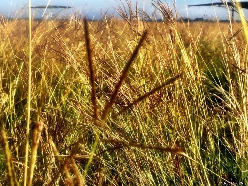 Climate Impacts of Grazing Agriculture: A Research Overview