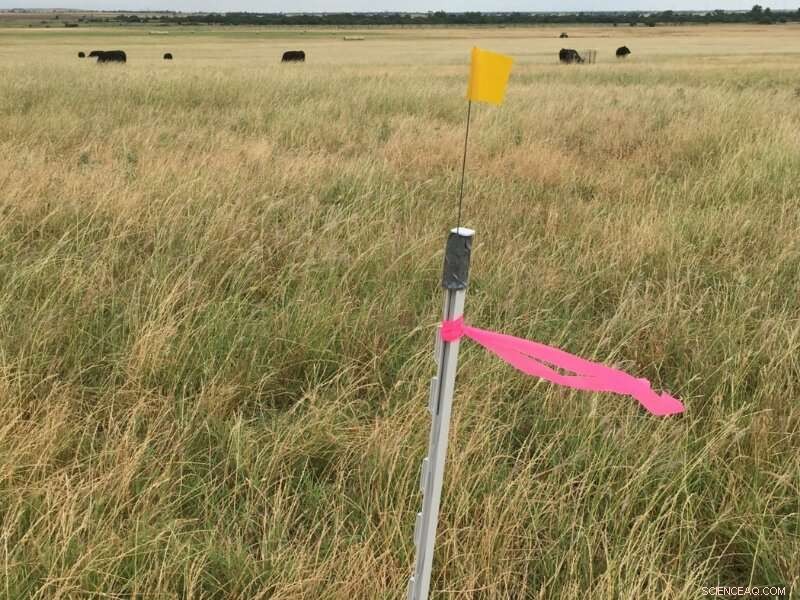 Climate Impacts of Grazing Agriculture: A Research Overview