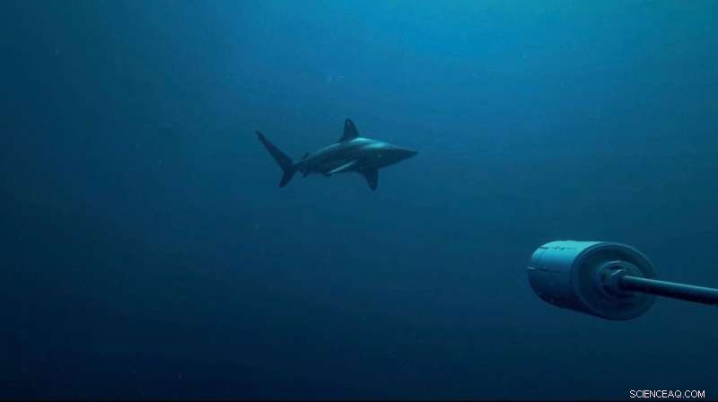Scientific Expedition Explores Uncharted Coiba Reefs with Manned Submarines