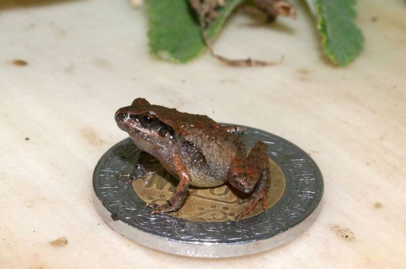 New Tiny Frog Species Discovered in Mexico: A Biodiversity Breakthrough