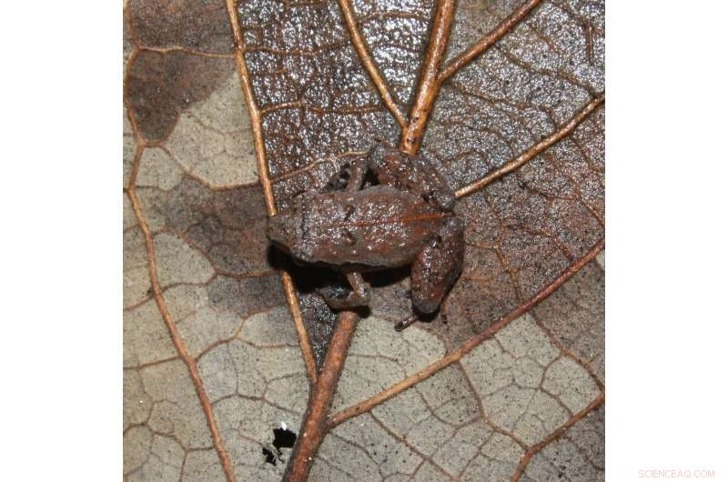 New Tiny Frog Species Discovered in Mexico: A Biodiversity Breakthrough