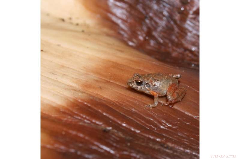 New Tiny Frog Species Discovered in Mexico: A Biodiversity Breakthrough