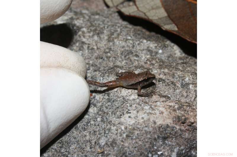 New Tiny Frog Species Discovered in Mexico: A Biodiversity Breakthrough
