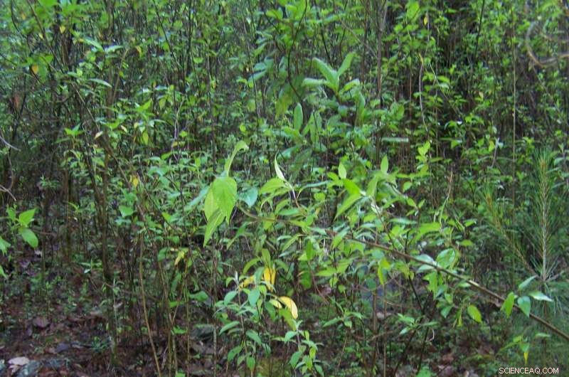 New Tiny Frog Species Discovered in Mexico: A Biodiversity Breakthrough