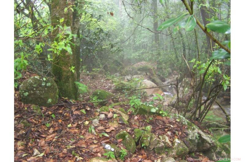 New Tiny Frog Species Discovered in Mexico: A Biodiversity Breakthrough