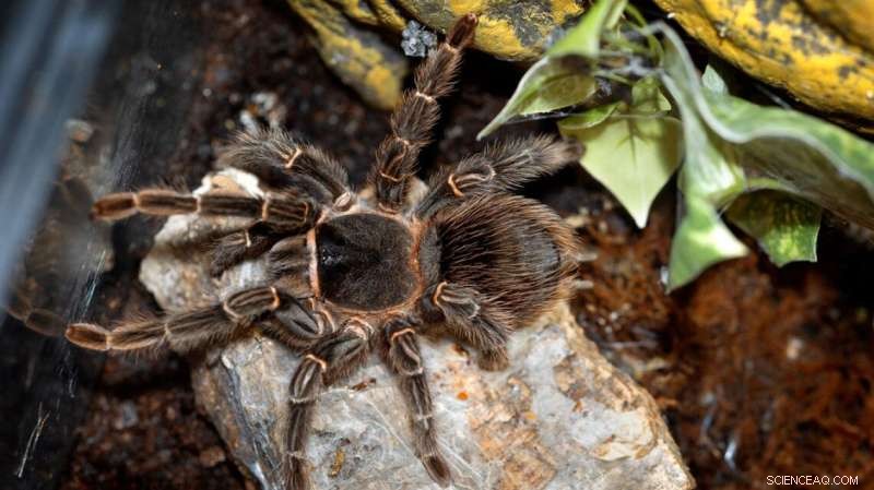 Illegal Online Trade of Endangered Insects & Spiders - A Growing Threat