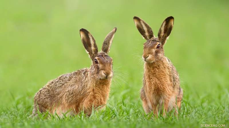 Myxoma Virus: How a Rabbit Disease Transformed Species - Research
