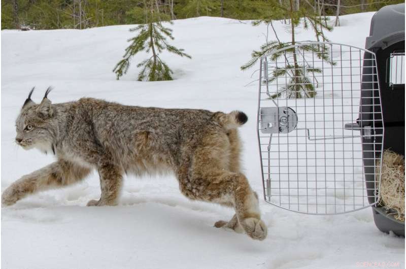 New Habitat Protection Plan for Canada Lynx Underway