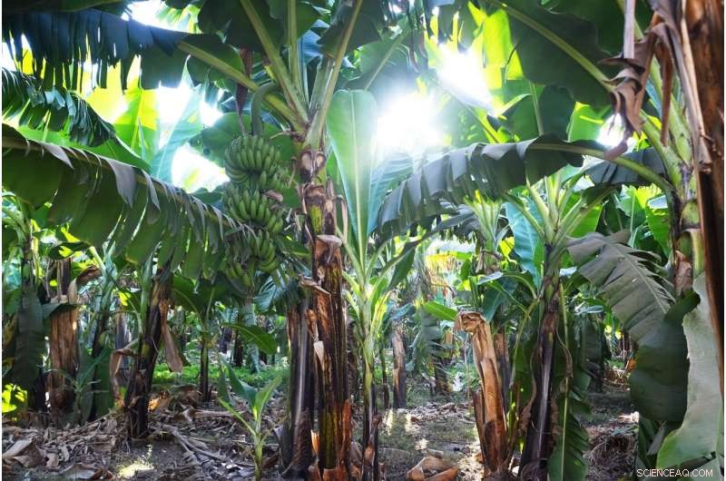 Impact of Root Systems on Soil Water Dynamics in Banana Plantations