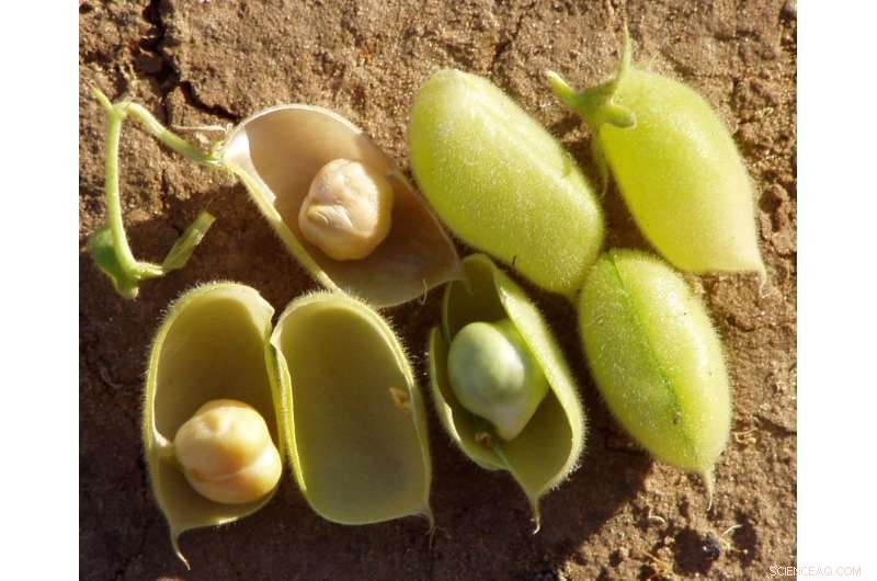 Major Genes Identified Controlling Chickpea Flowering Time