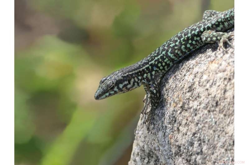 Rock Lizards: Unexpected Role in Mite-Borne Infection Transmission