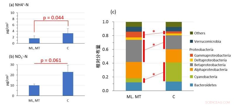 Freshwater Pearl Mussels Impact on Biofilm Dynamics and Inorganic Nitrogen Levels