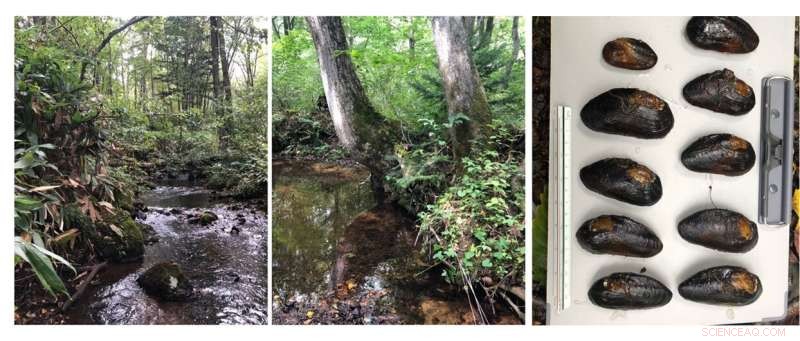 Freshwater Pearl Mussels Impact on Biofilm Dynamics and Inorganic Nitrogen Levels