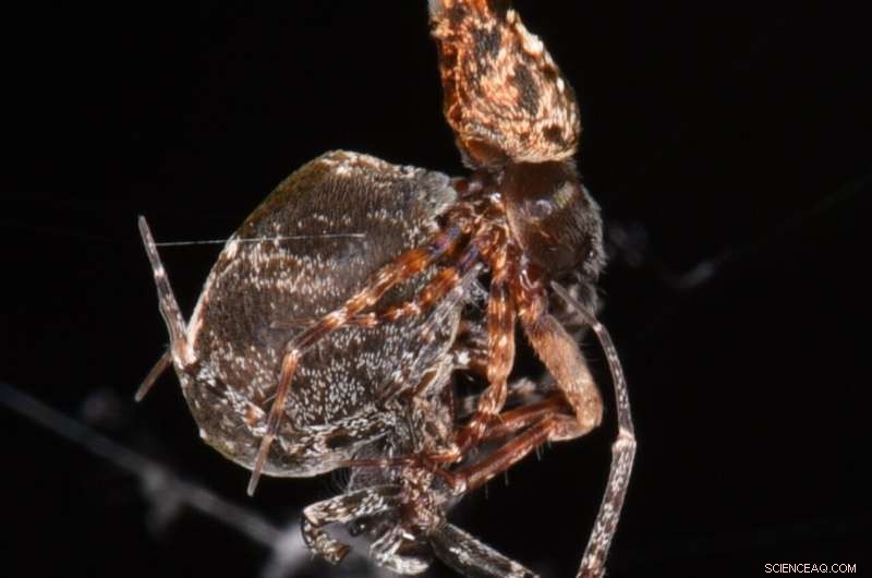 Spider Mating Behavior: Male Catapult Launch for Survival