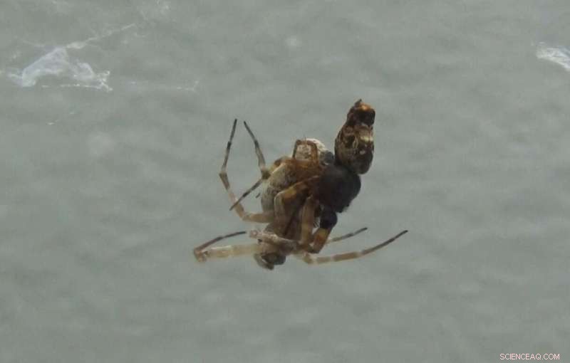 Spider Mating Behavior: Male Catapult Launch for Survival