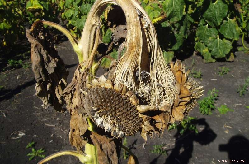 Fungal Protein Discovered That Overcomes Plant Defenses