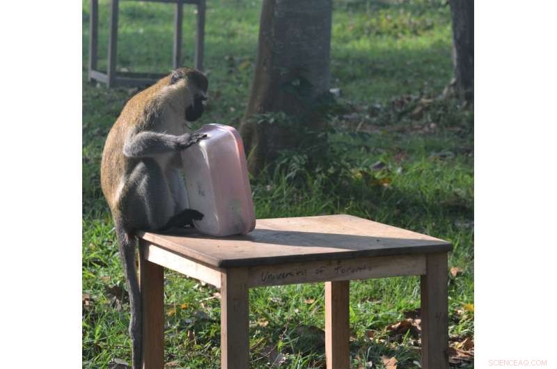 Monkey Strategies: How Vervets Outsmart Rivals for Food