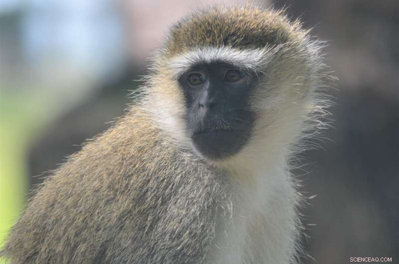Monkey Strategies: How Vervets Outsmart Rivals for Food