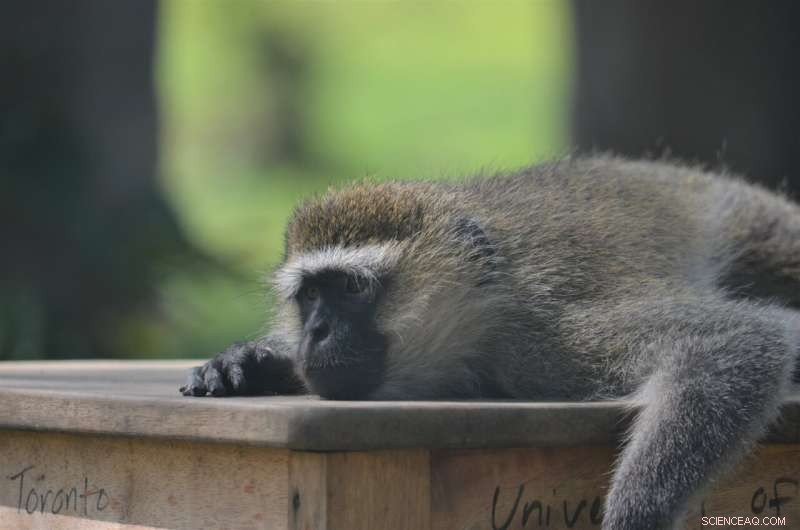 Monkey Strategies: How Vervets Outsmart Rivals for Food