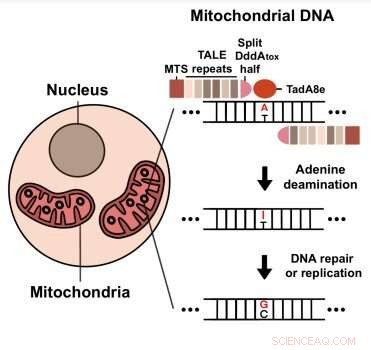 TALED: Pioneering Mitochondrial Genome Editing for Therapeutic Advances