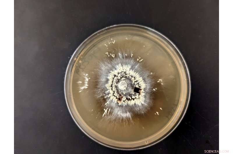 Fire-Resilient Microbes: How Fungi and Bacteria Thrive After Megafires