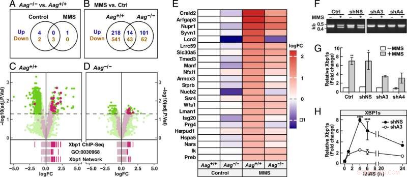 Aag Gene s Role in Cellular Response to DNA Damage & Cancer Treatment