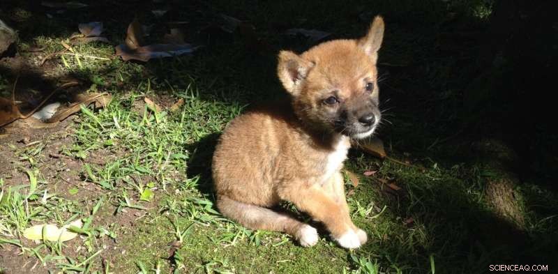 Dingoes and Dog Evolution: Uncovering the Origins of Modern Dogs