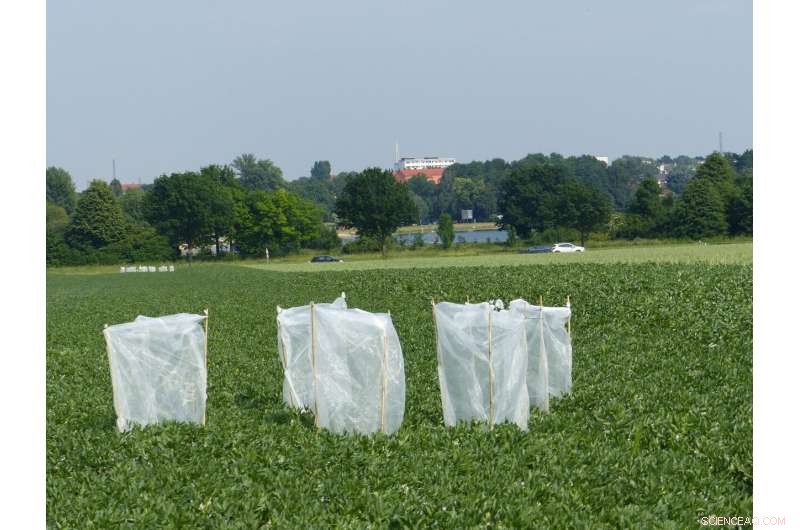 How Bean Cultivation Boosts Pollinators and Crop Yields