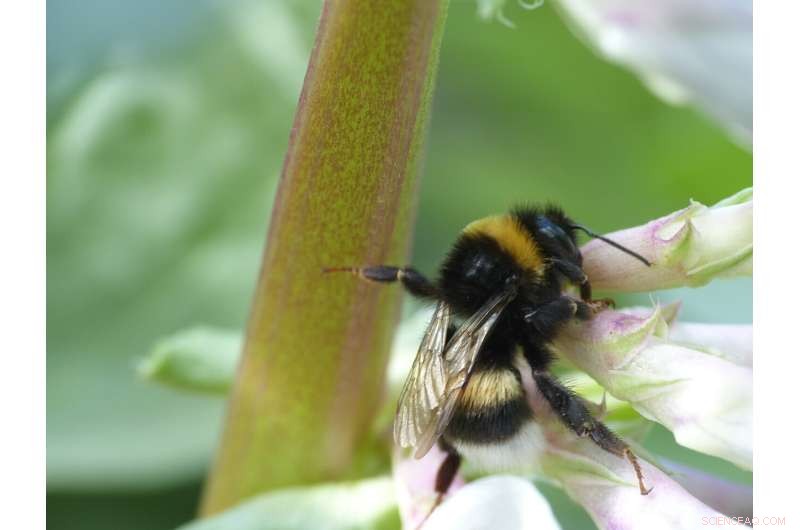 How Bean Cultivation Boosts Pollinators and Crop Yields