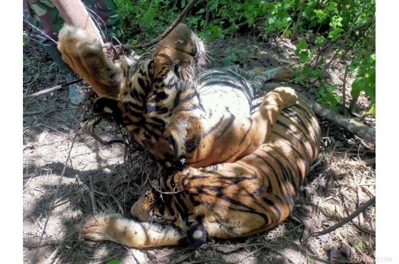 Critically Endangered Sumatran Tigers Killed by Traps in Indonesia