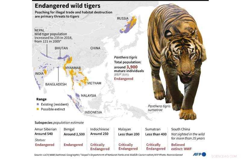 Critically Endangered Sumatran Tigers Killed by Traps in Indonesia