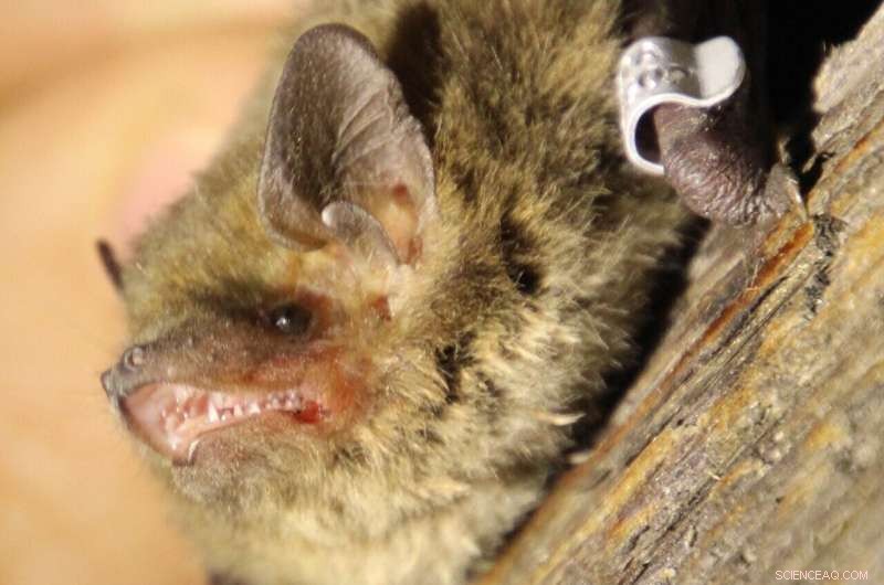 Nathusius Pipistrelle Sets New Bat Migration Distance Record