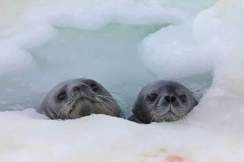 Weddell Seal Pups: How They Survive Freezing Antarctic Waters