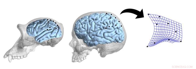 Unraveling Brain Evolution: How Anthropology & Neuropsychology Reveal Hominin Development