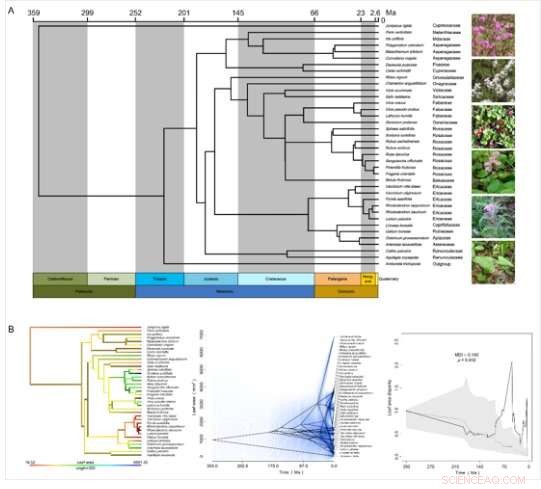 Functional Traits & Biodiversity in Boreal Forest Understory Communities