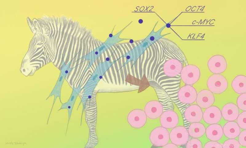 Reprogramming Endangered Zebra Cells: Insights into Evolutionary Conservation