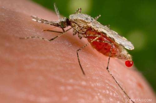 Mosquito Insecticide Resistance in South Africa: A Growing Concern