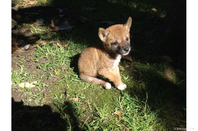 Dingoes: Unveiling the Genetic Link Between Wolves and Dogs