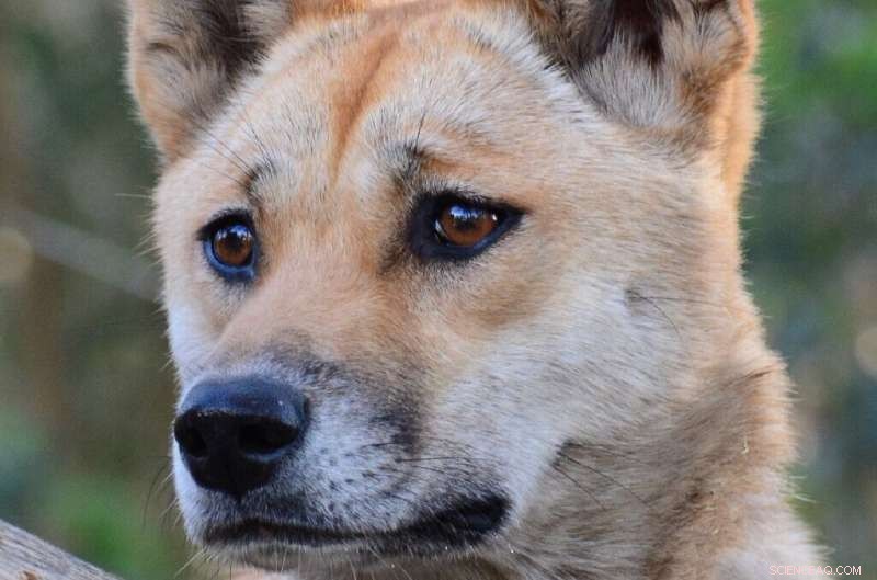 Dingoes: Unveiling the Genetic Link Between Wolves and Dogs