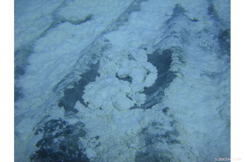 Hydrothermal Vent Microbes: Fluid Flow Fuels Chemosynthesis in Deep-Sea Ecosystems