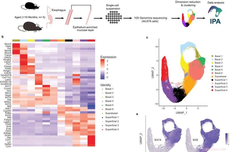 Mapping Esophageal Tissue: Uncovering Cellular Diversity in Esophageal Epithelium