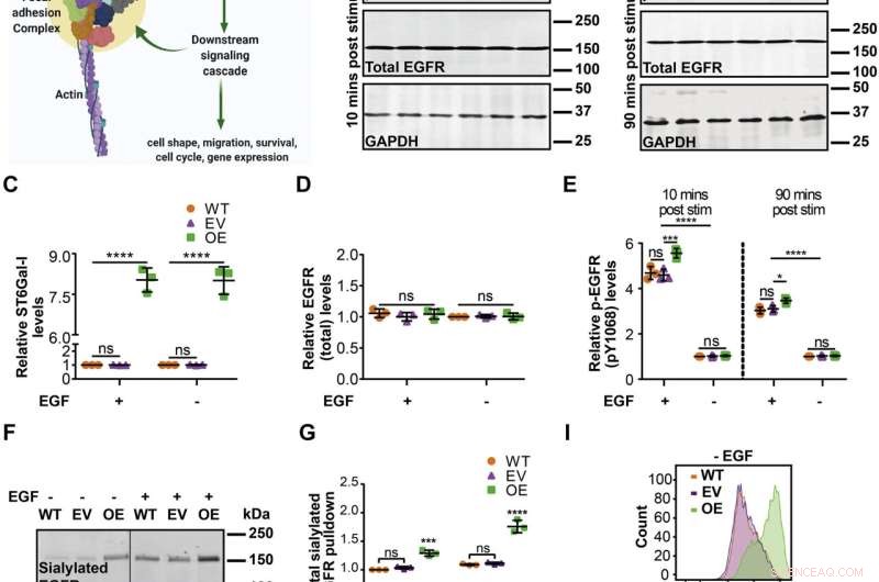 ST6Gal-I and Cancer Cell Invasion: A Mechanistic Link via EGFR Modulation