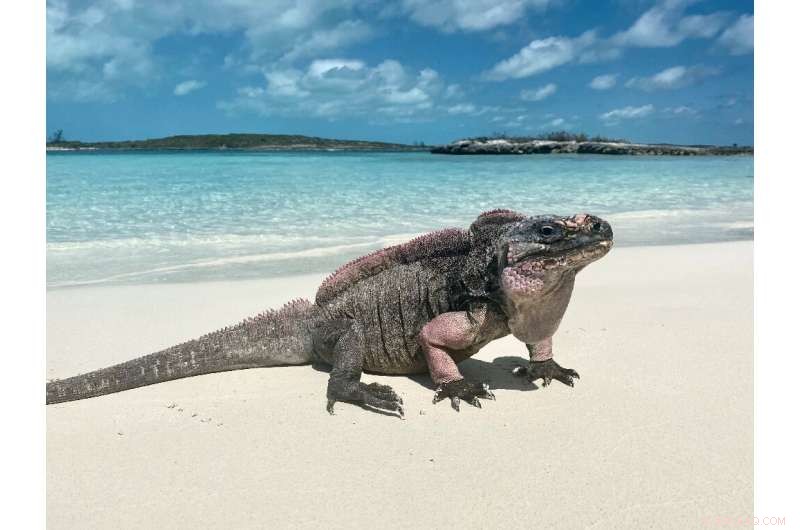 Ecotourism Impacts: Sugar-Sweetened Diets Threaten Rare Iguanas