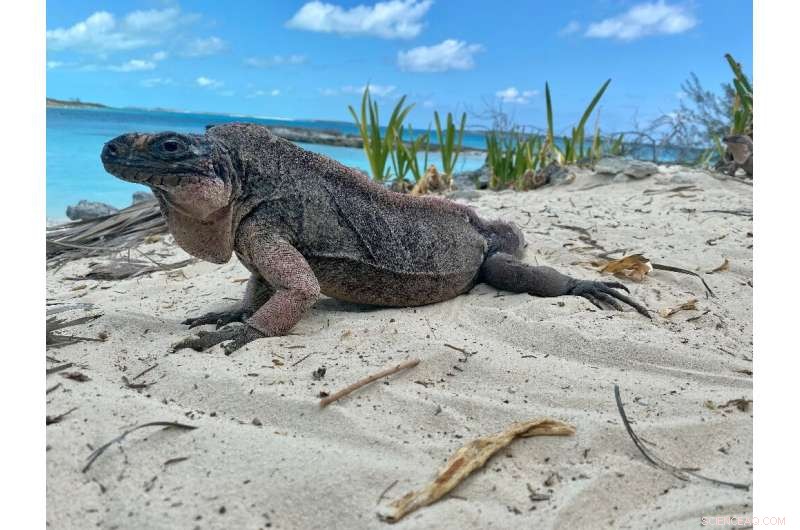 Ecotourism Impacts: Sugar-Sweetened Diets Threaten Rare Iguanas