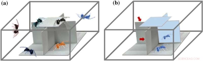 Jumping Spiders Show Reduced Aggression When Seeing Their Reflections