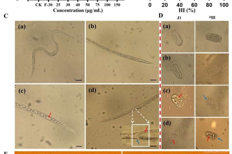 Natural Compound 2-Furoic Acid Shows Promise Against Plant Parasites