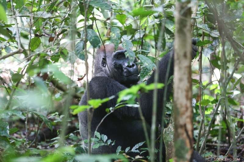 Gabon Reopens National Park for Great Ape Tourism and Conservation
