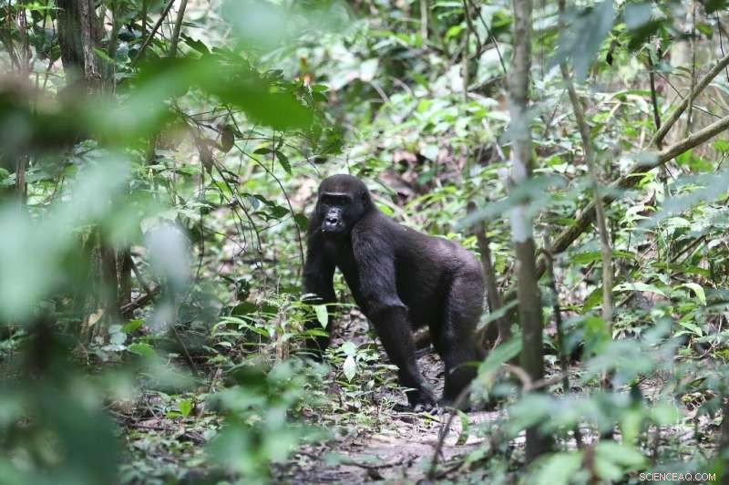 Gabon Reopens National Park for Great Ape Tourism and Conservation