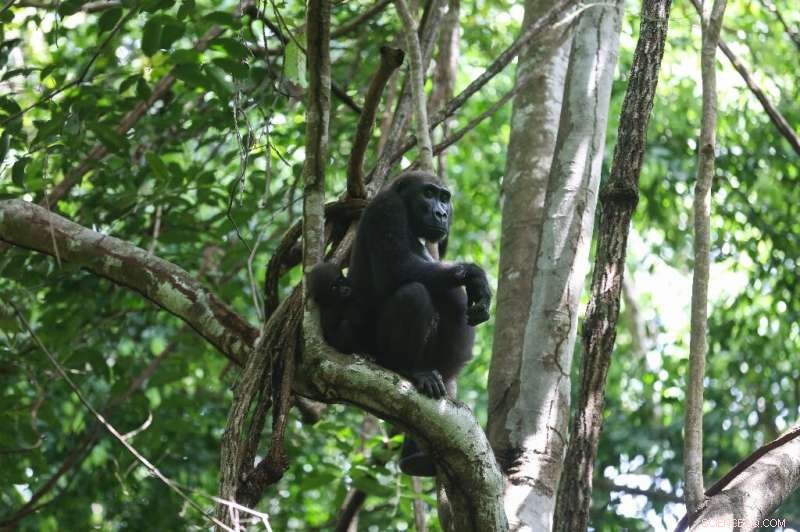 Gabon Reopens National Park for Great Ape Tourism and Conservation